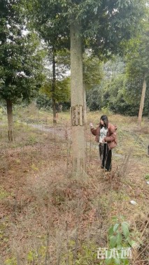 30公分金丝楠木