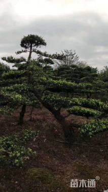 高度400厘米中叶罗汉松