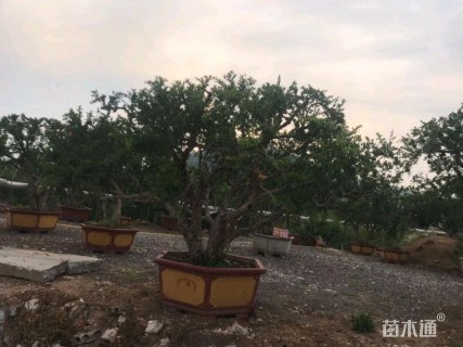 高度300厘米石榴