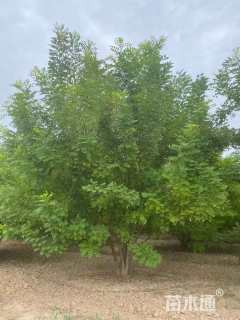 高度500厘米丛生金枝槐