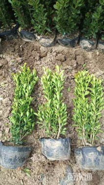 高度40厘米瓜子黄杨大杯