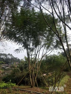 10公分丛生蓝花楹