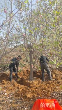 20公分红花玉兰