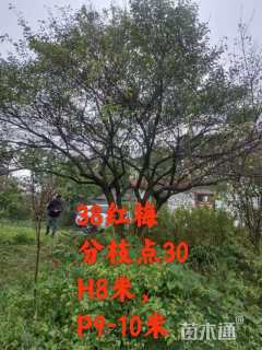 38公分红梅