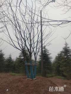 70公分(5杆)丛生朴树