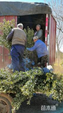 高度70厘米大叶黄杨