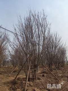 高度700厘米丛生五角枫