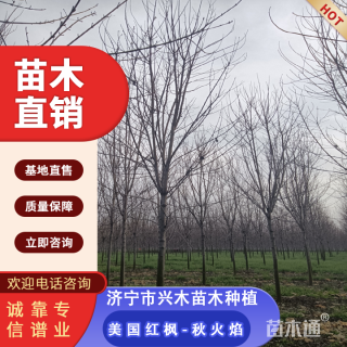 12公分美国红枫-秋火焰