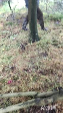 20公分日本红枫