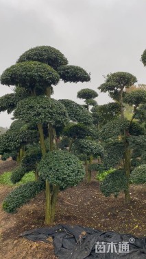 15公分造型小叶女贞