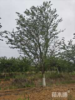 28公分染井吉野樱