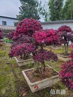 10公分造型红花继木桩