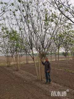 高度600厘米丛生国槐