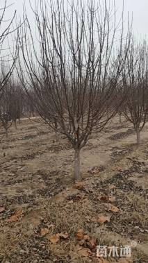 11公分绚丽海棠