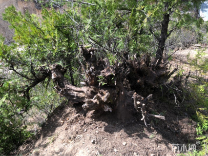 高度2500厘米侧柏