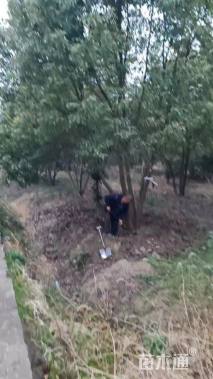 40公分(4杆)丛生香樟