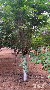 16公分日本晚樱