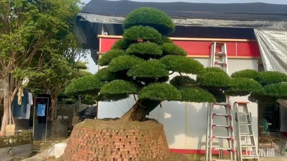 容器苗造型罗汉松