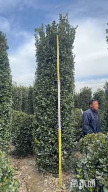 高度400厘米大叶黄杨柱