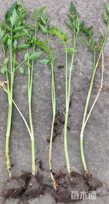 高度50厘米水芹