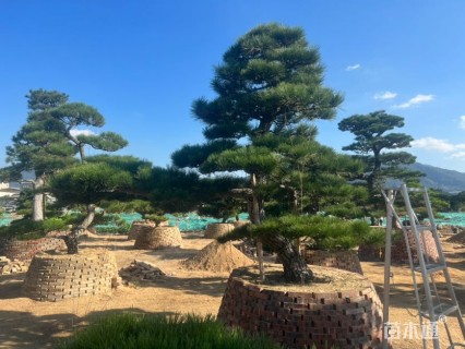 高度200厘米黑松