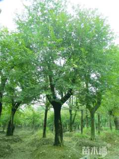 30公分朴树