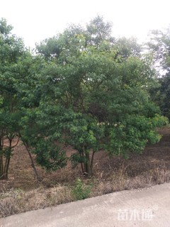 10公分丛生乌桕