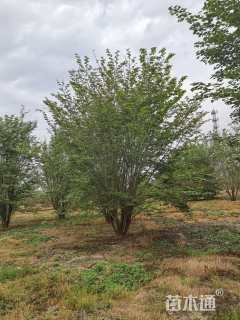 高度800厘米丛生巨紫荆