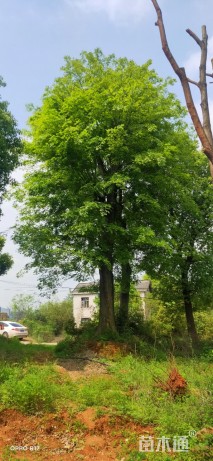 60公分朴树