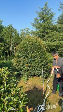 冠幅200厘米红叶石楠球