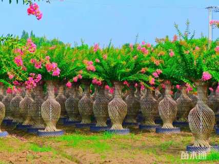 30公分紫薇花瓶