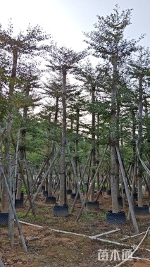 15公分细叶榄仁