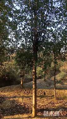 12公分椤木石楠