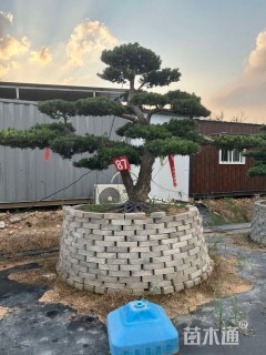 移栽苗造型罗汉松