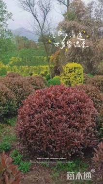 冠幅2500厘米红叶石楠球
