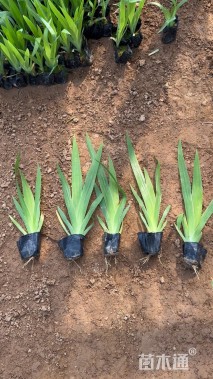 高度40厘米蓝花鸢尾