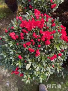 冠幅180厘米杜鹃球