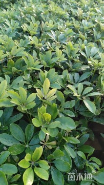 高度30厘米鸭脚木