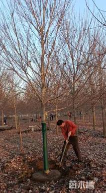 10公分美国红枫-红冠