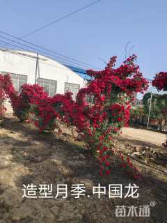 60公分造型月季