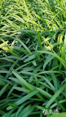 高度20厘米百子莲