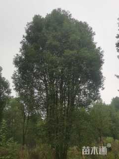 150公分(13杆)丛生香樟