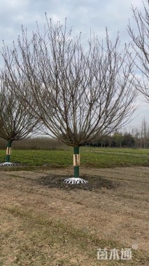 22公分日本晚樱