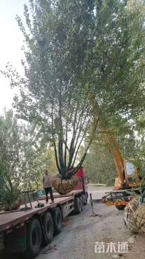 高度600厘米丛生河桦