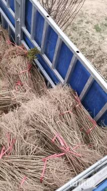 高度50厘米连翘小苗