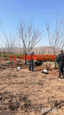 18公分染井吉野樱