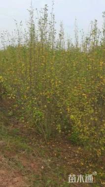 高度200厘米木槿