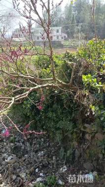 高度1500厘米紫荆