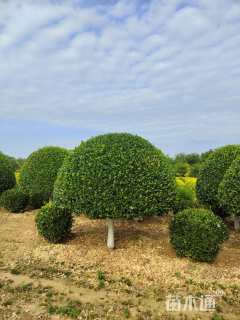 冠幅22厘米卫矛球