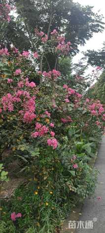 高度750厘米大红紫薇